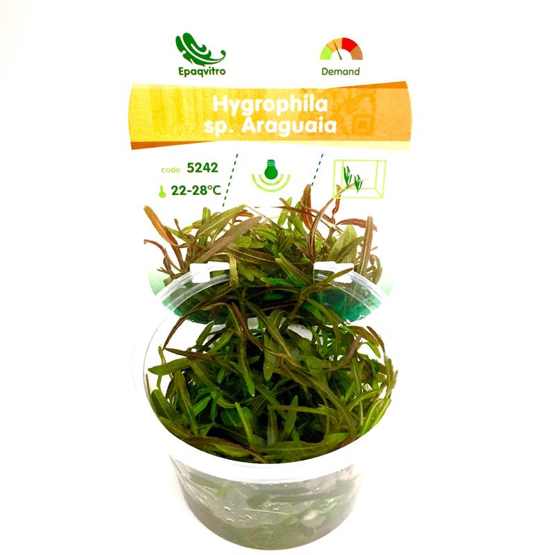 Hygrophila sp.araguaia in cup